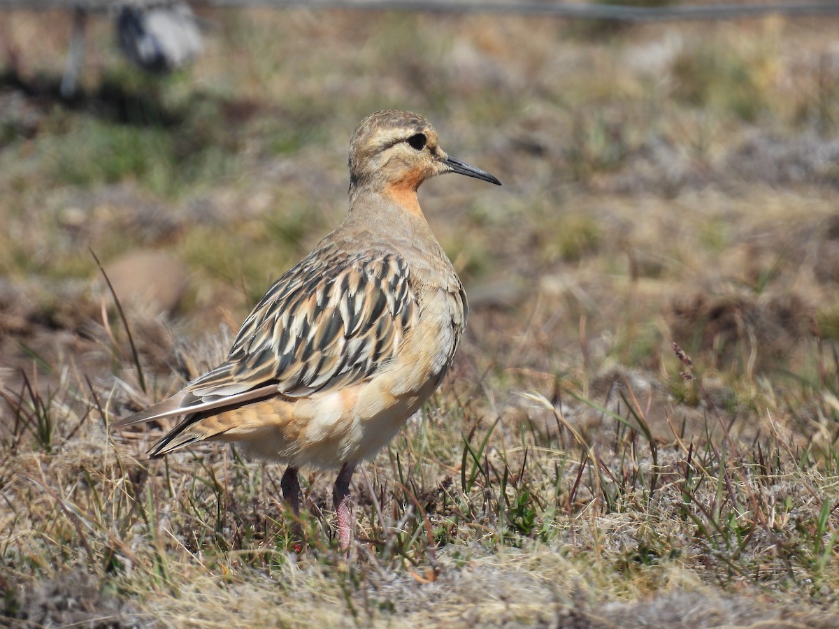 Tawny-throated Dotterel - ML614890796