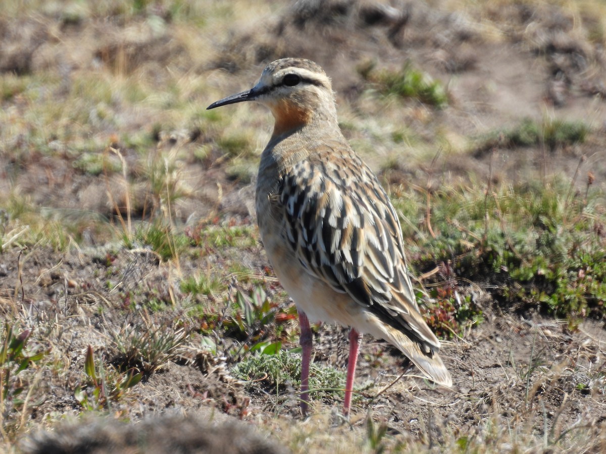 Tawny-throated Dotterel - ML614890797