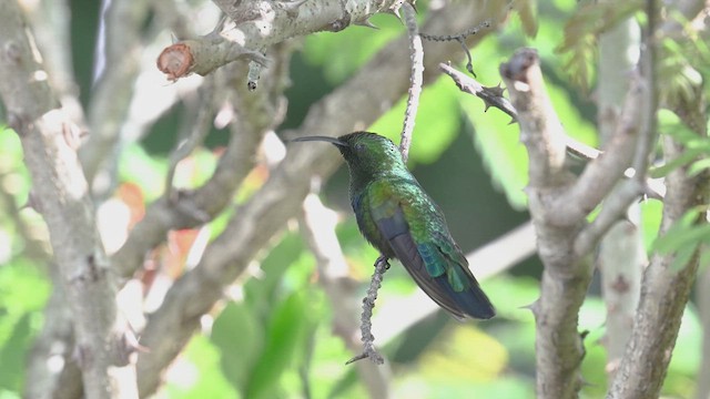 Green-throated Carib - ML614890799