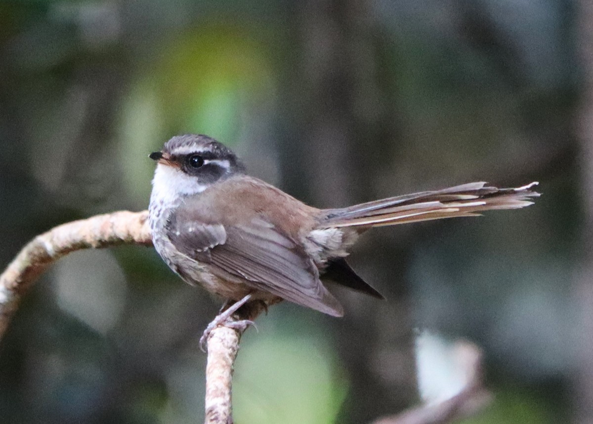New Caledonian Streaked Fantail - ML614890856