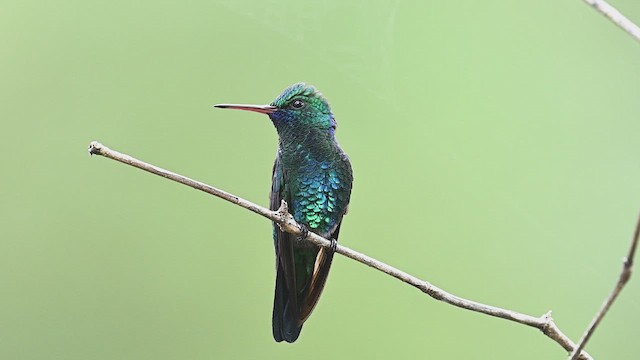 kolibřík modrobradý - ML614890862