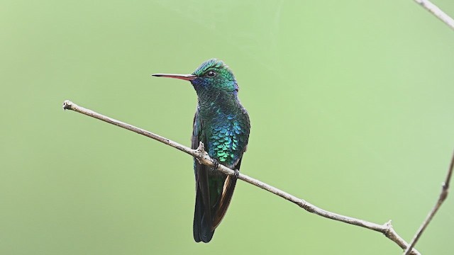 Blue-chinned Sapphire - ML614890862