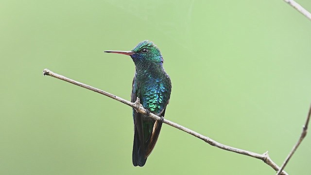 Blue-chinned Sapphire - ML614890862