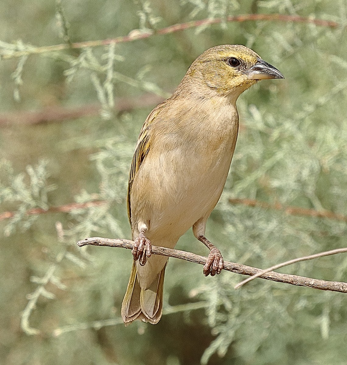 Black-headed Weaver - ML614890895