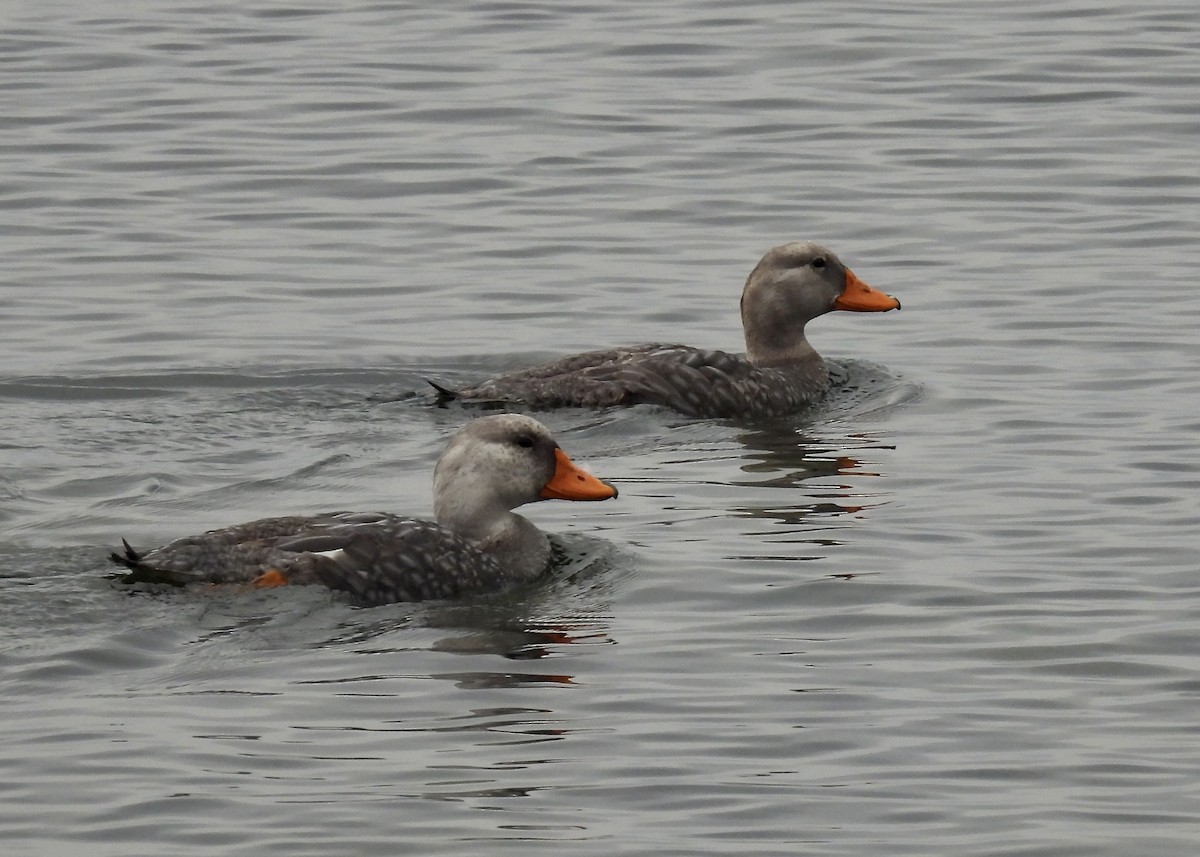 Flightless Steamer-Duck - ML614890903