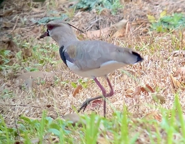 Southern Lapwing - David Mehlman