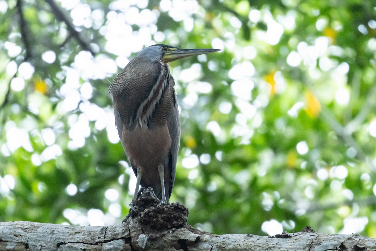 Bare-throated Tiger-Heron - ML614890928