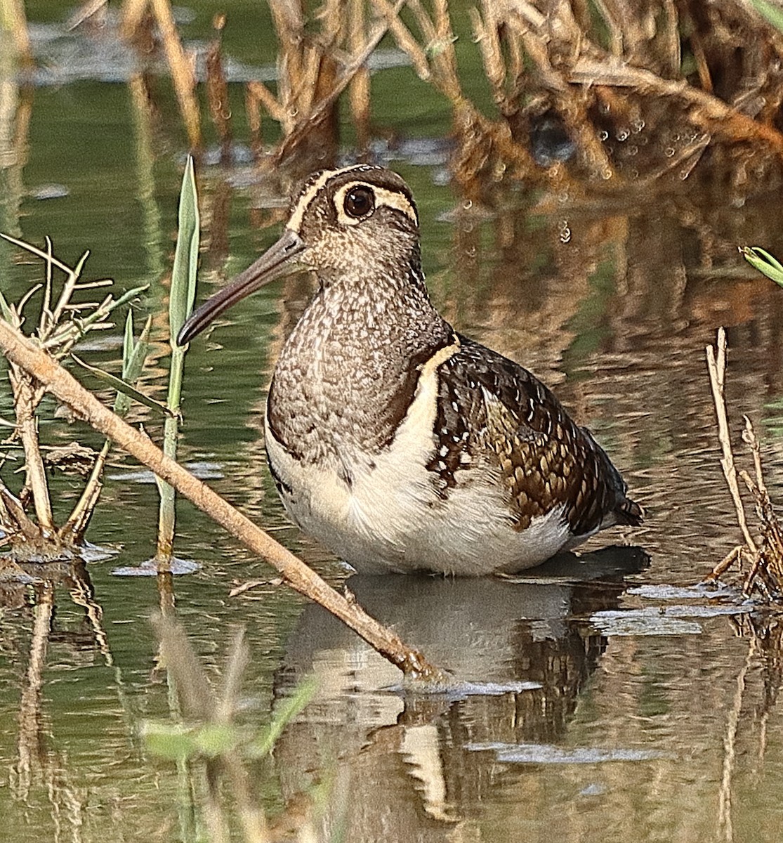 Greater Painted-Snipe - ML614890935