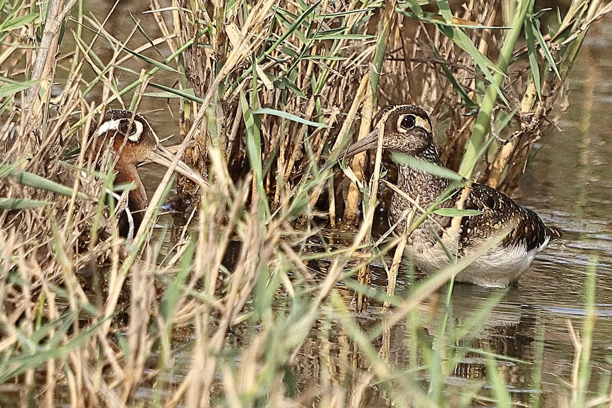 Greater Painted-Snipe - ML614890936