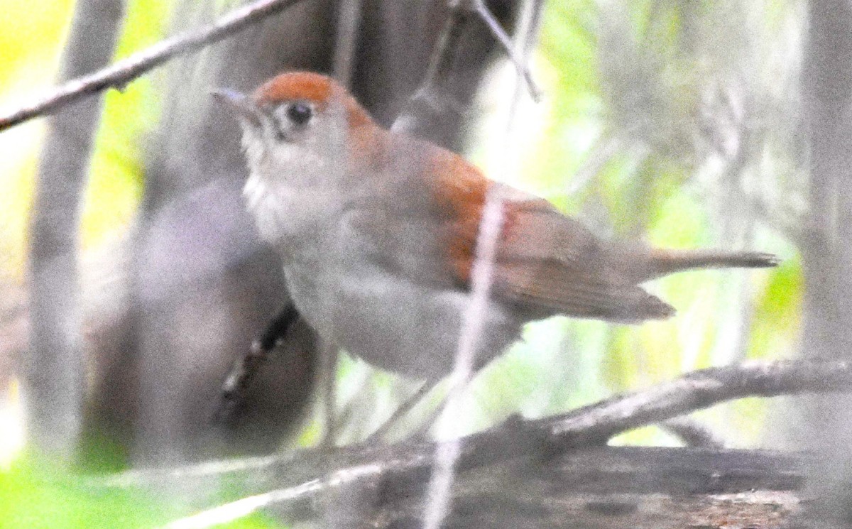 thrush sp. - Ted Stewart