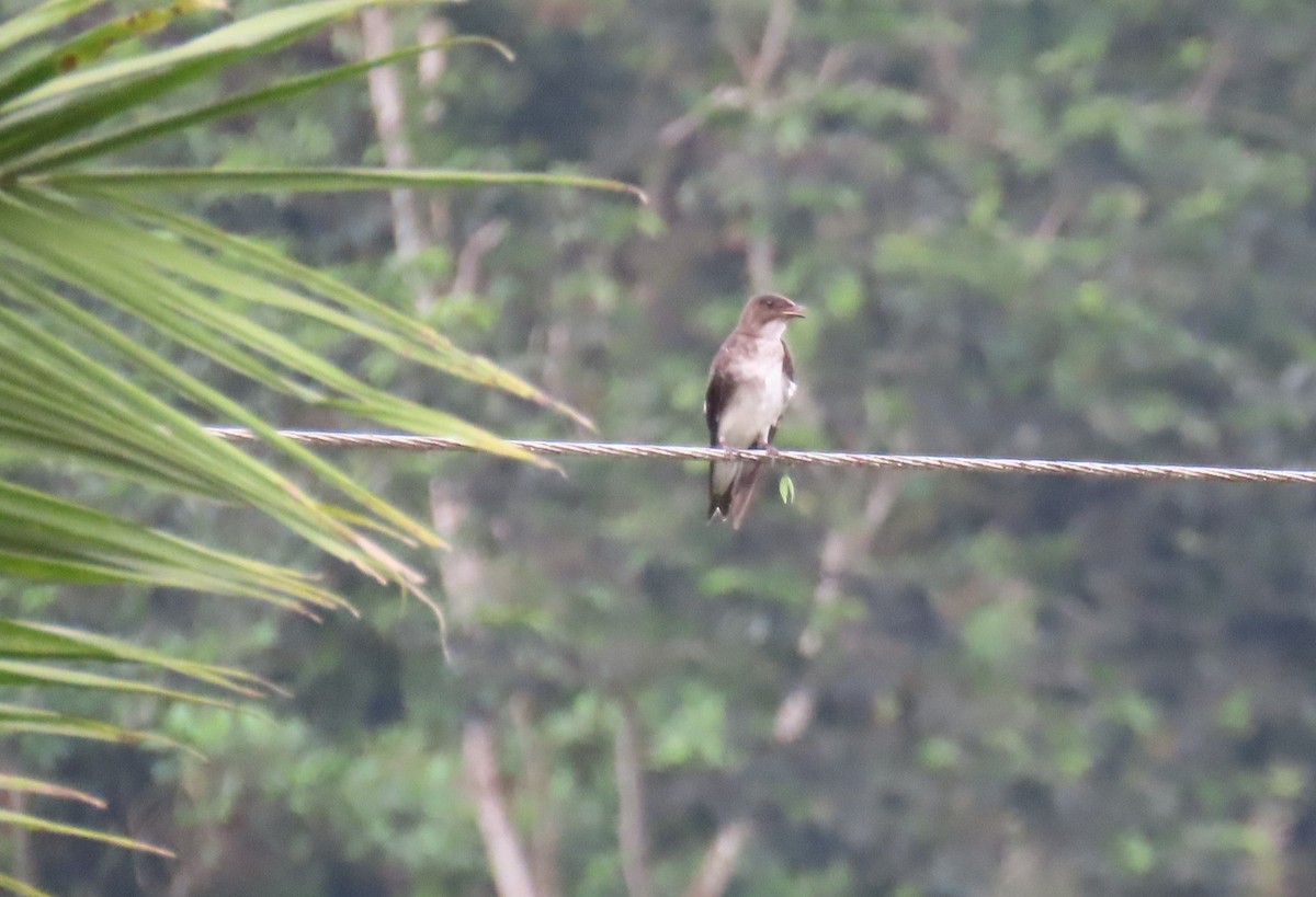 Gray-breasted Martin - ML614890989