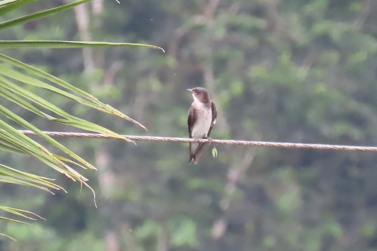 Gray-breasted Martin - ML614890997