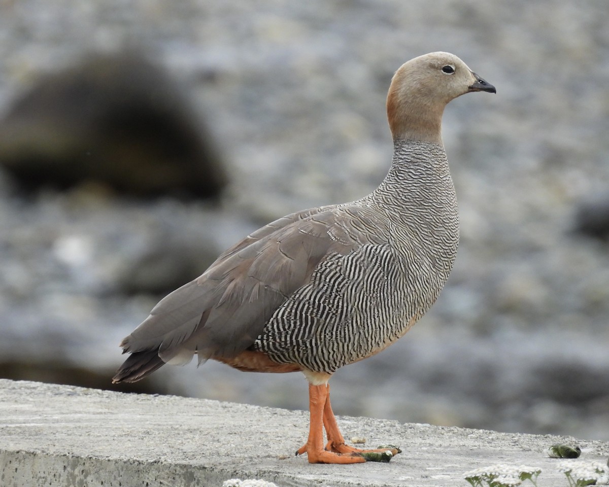 Ruddy-headed Goose - Simon Peile