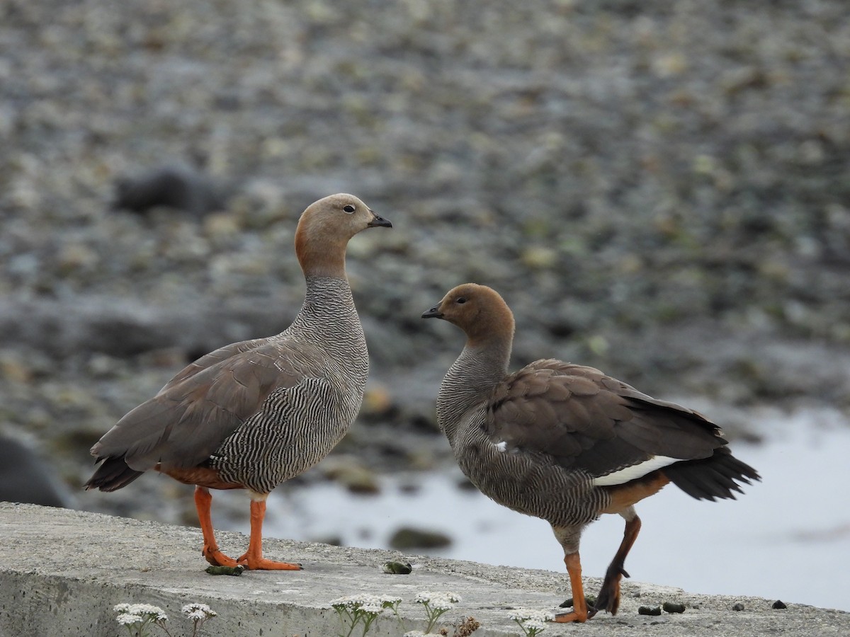 Ruddy-headed Goose - ML614891012