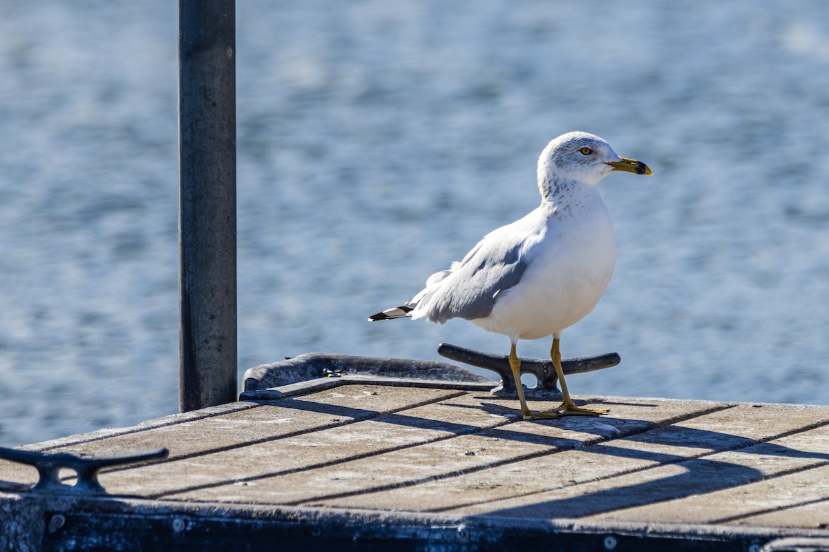 Ring-billed Gull - ML614891042