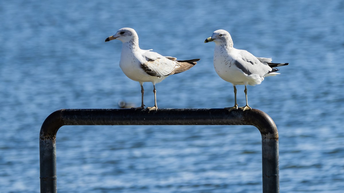 Ring-billed Gull - ML614891051