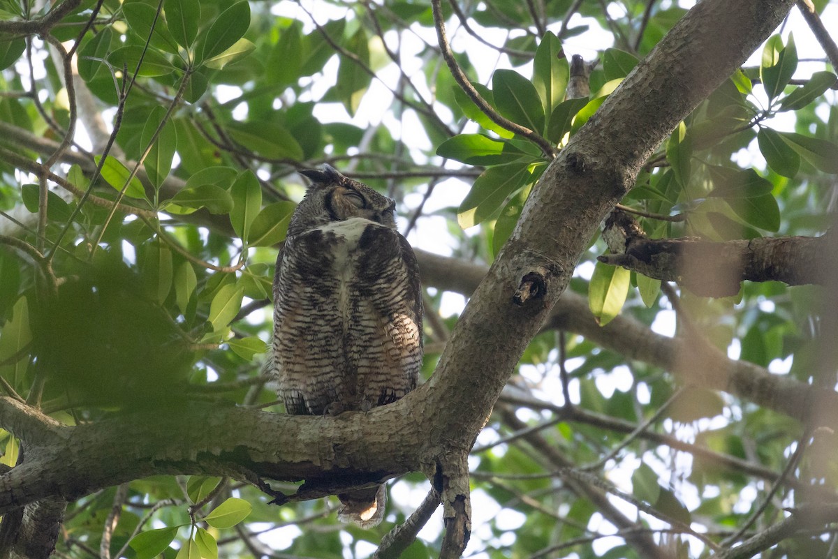 Great Horned Owl - Benjamin Griffith