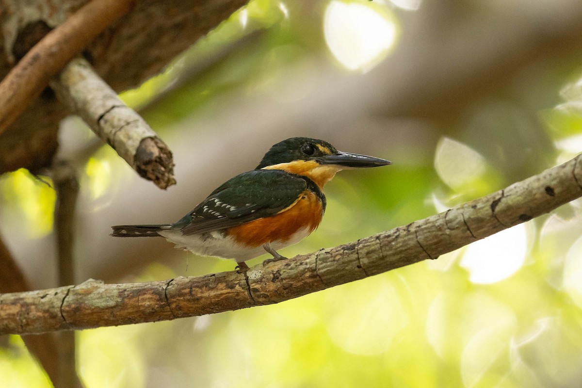 American Pygmy Kingfisher - ML614891069