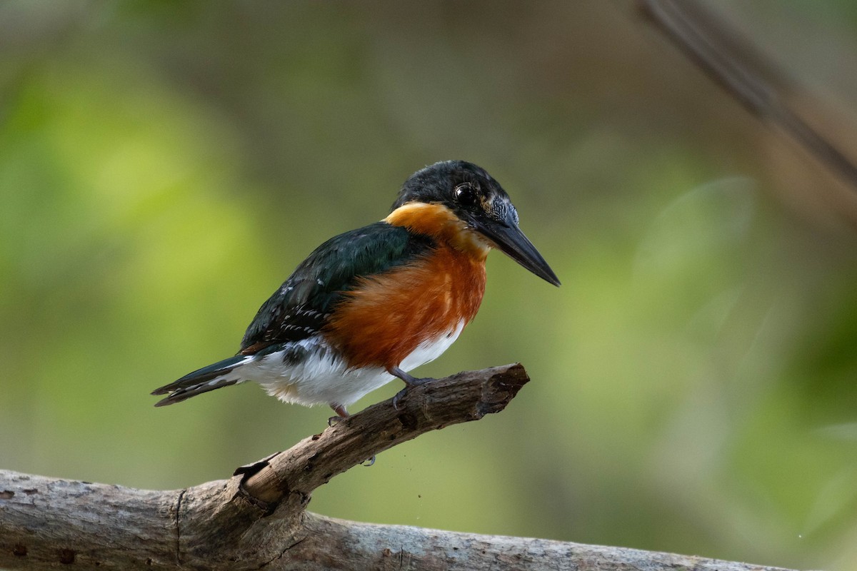 American Pygmy Kingfisher - ML614891071