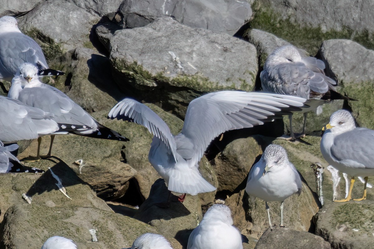 Mouette rieuse - ML614891077