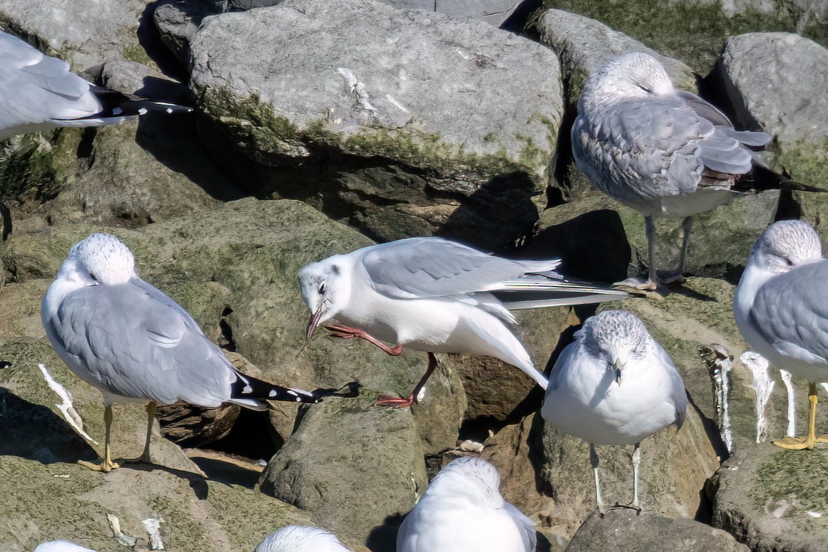 Black-headed Gull - ML614891078