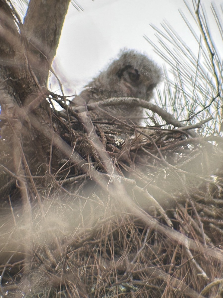 Great Horned Owl - ML614891079