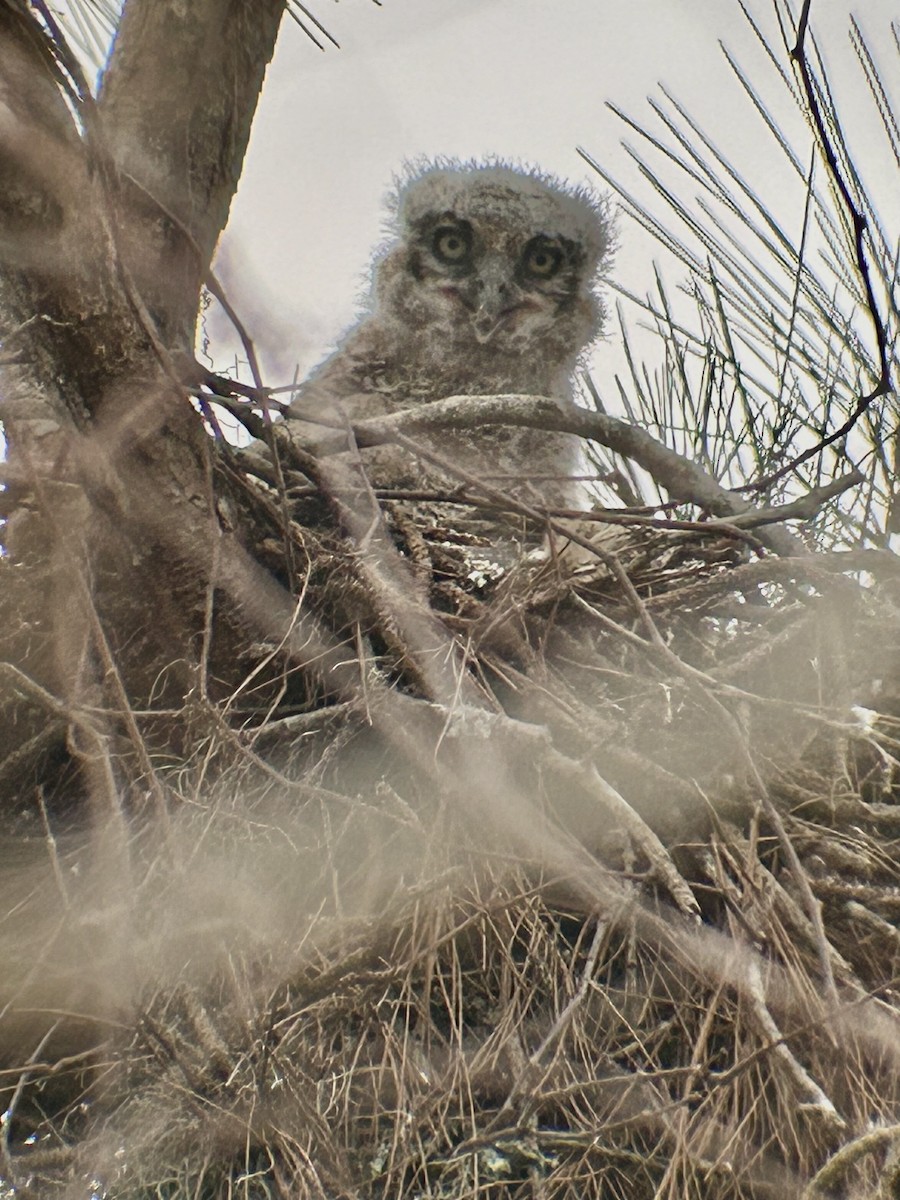 Great Horned Owl - ML614891080