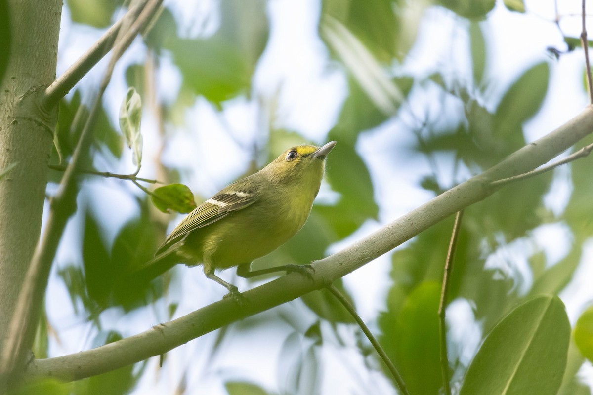 Mangrove Vireo - Benjamin Griffith