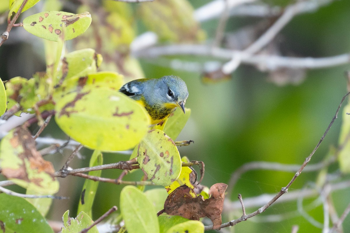 Northern Parula - ML614891092