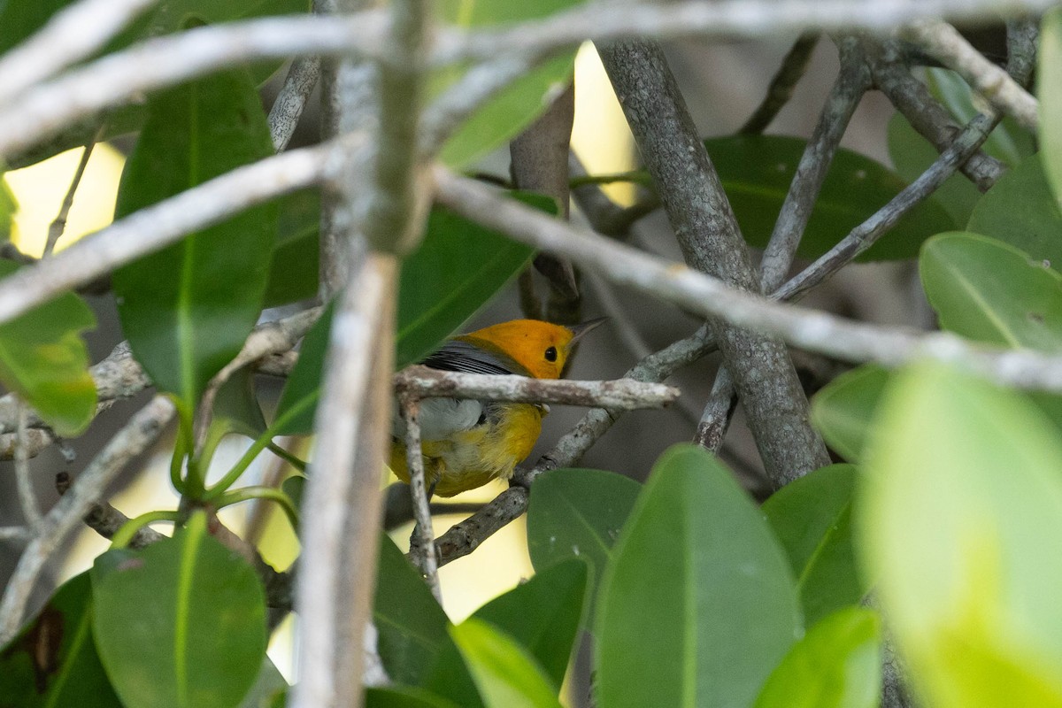 Prothonotary Warbler - ML614891093