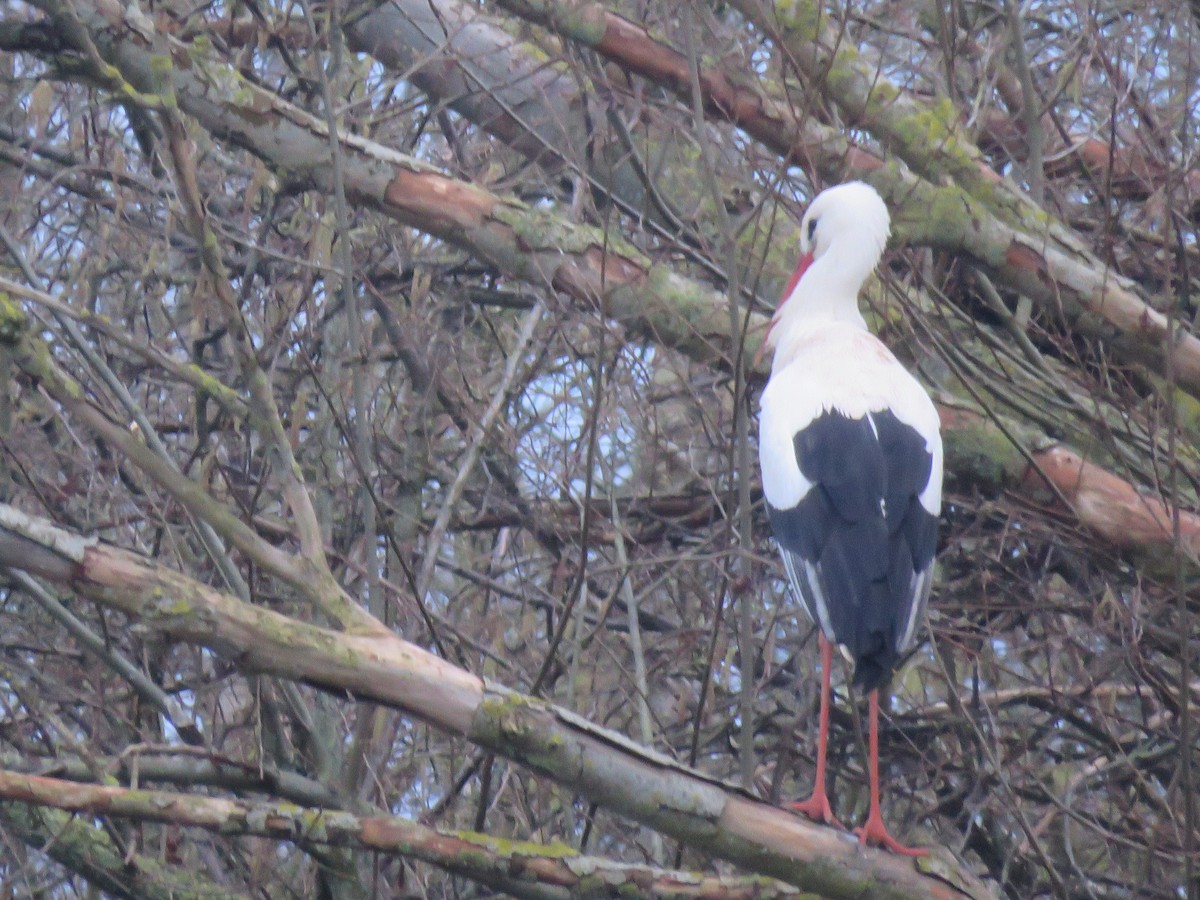 White Stork - ML614891130