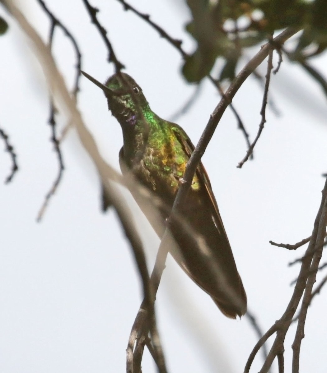 Perijákolibri - ML614891161