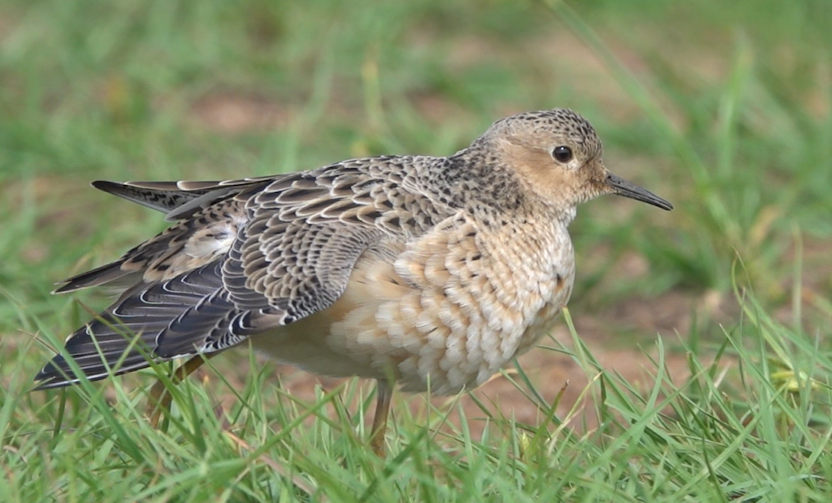 Buff-breasted Sandpiper - Julien Piolain