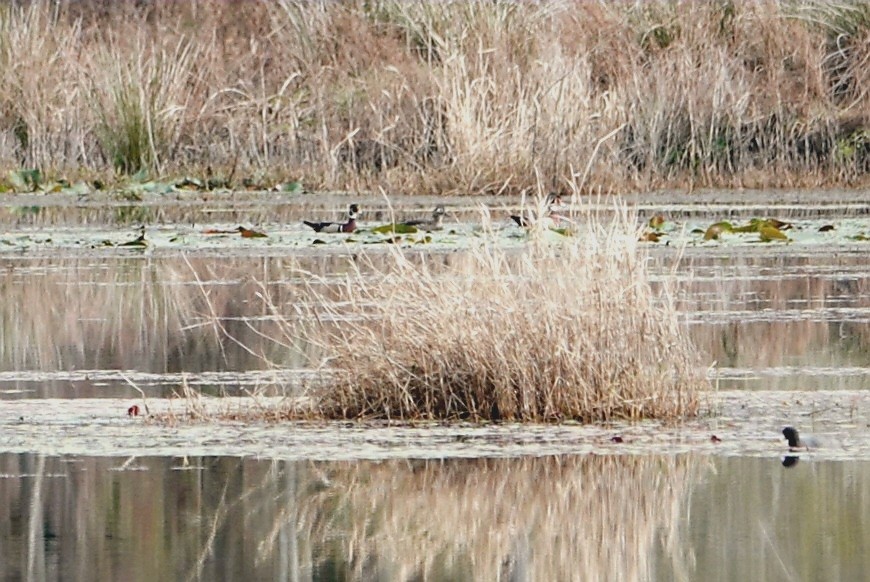 Wood Duck - ML614891251