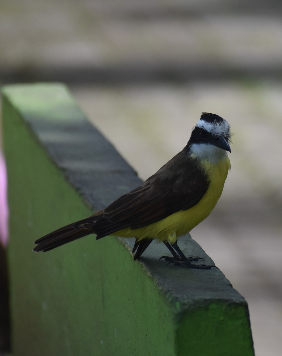 Great Kiskadee - Mike Grifantini