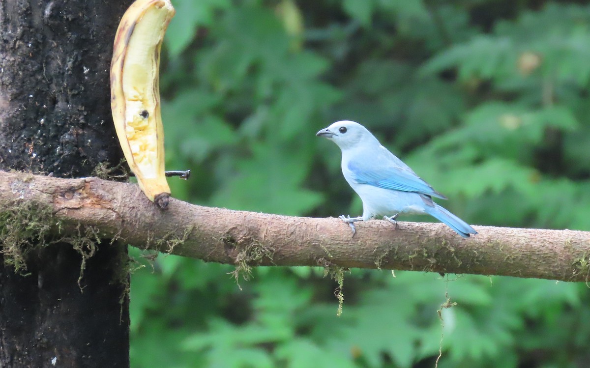 Blue-gray Tanager - ML614891388