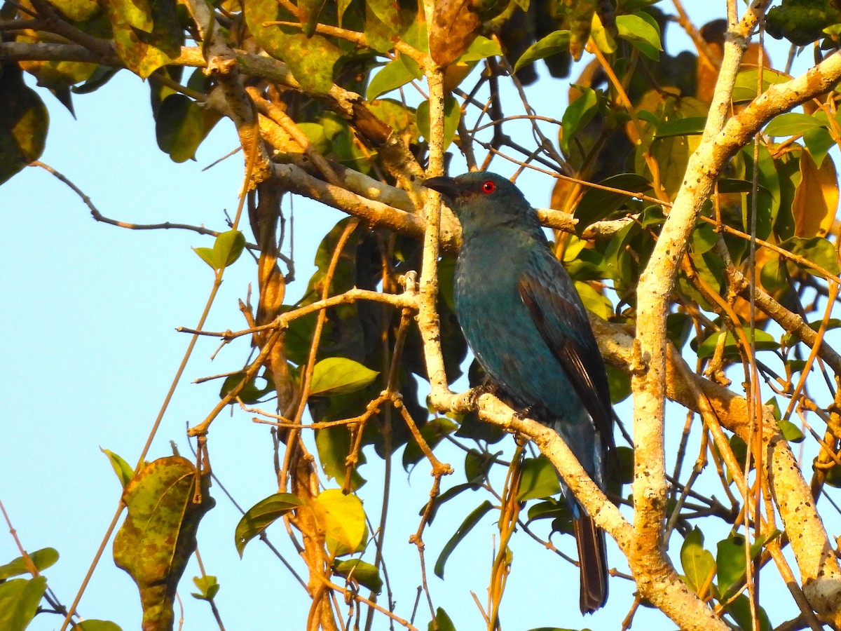 Asian Fairy-bluebird - ML614891391