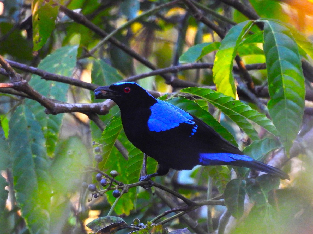Asian Fairy-bluebird - ML614891392