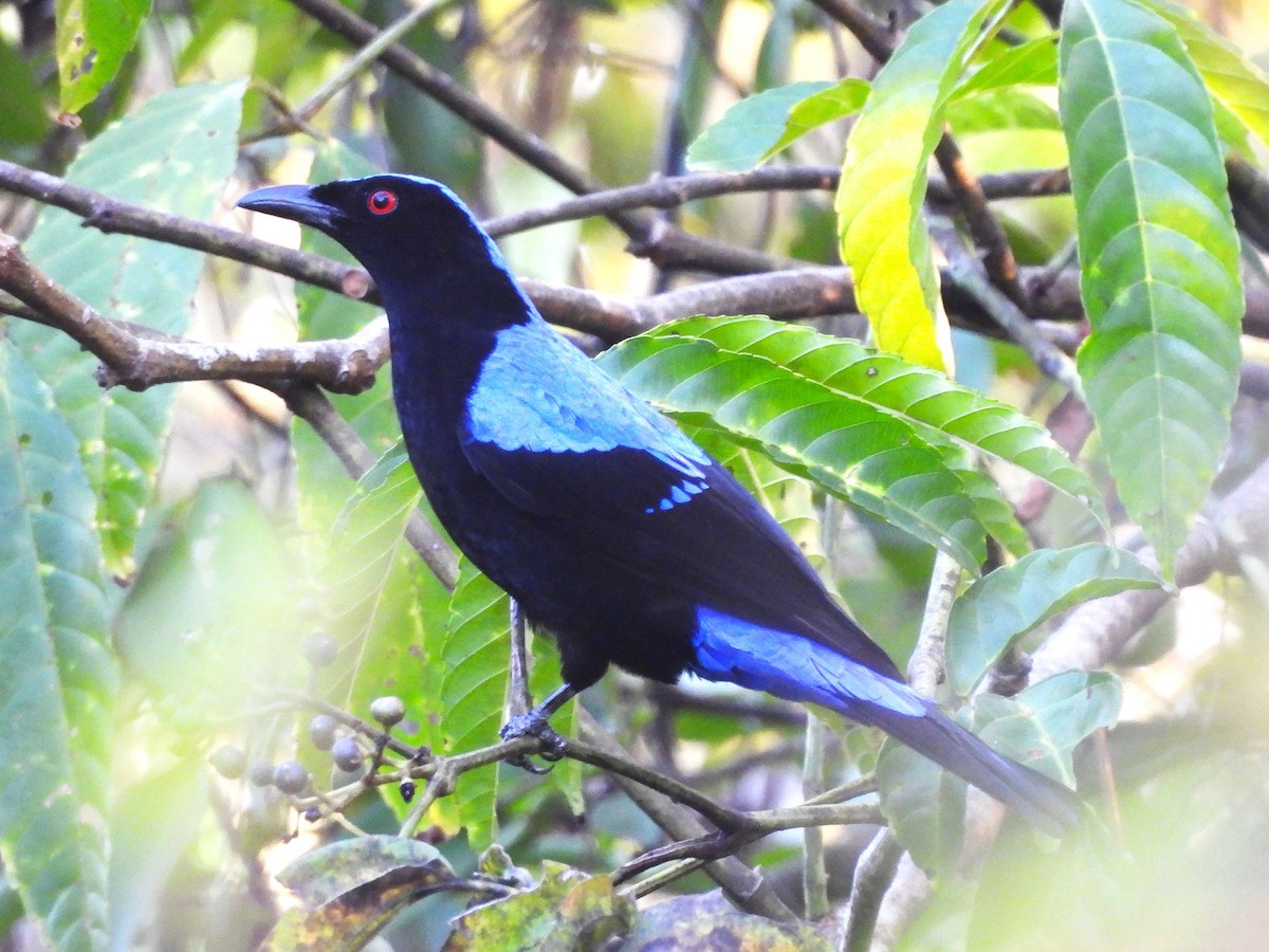 Asian Fairy-bluebird - ML614891393