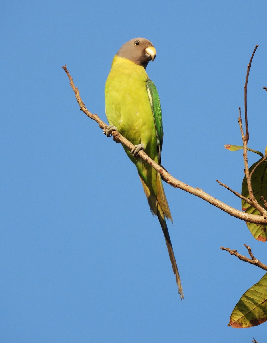 Plum-headed Parakeet - ML614891400