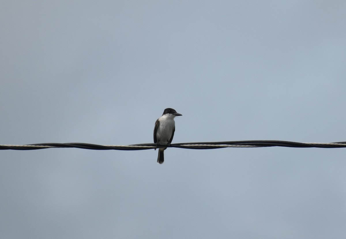 Loggerhead Kingbird - ML614891402