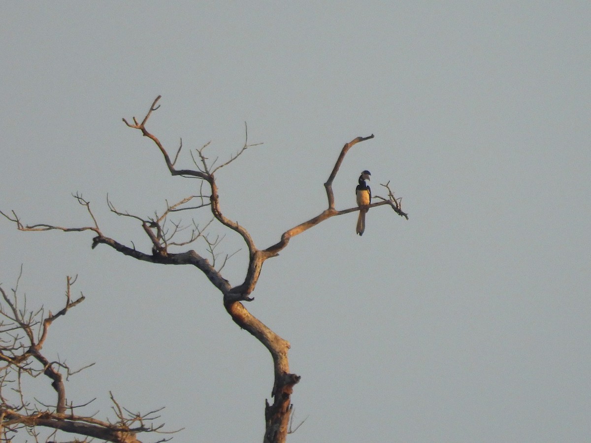 Malabar Pied-Hornbill - ML614891408