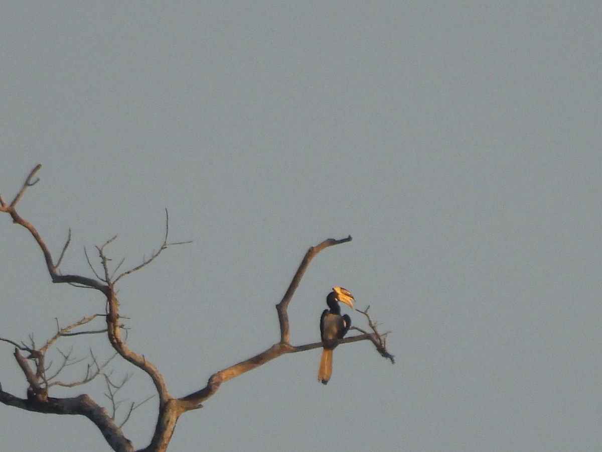 Malabar Pied-Hornbill - ML614891409