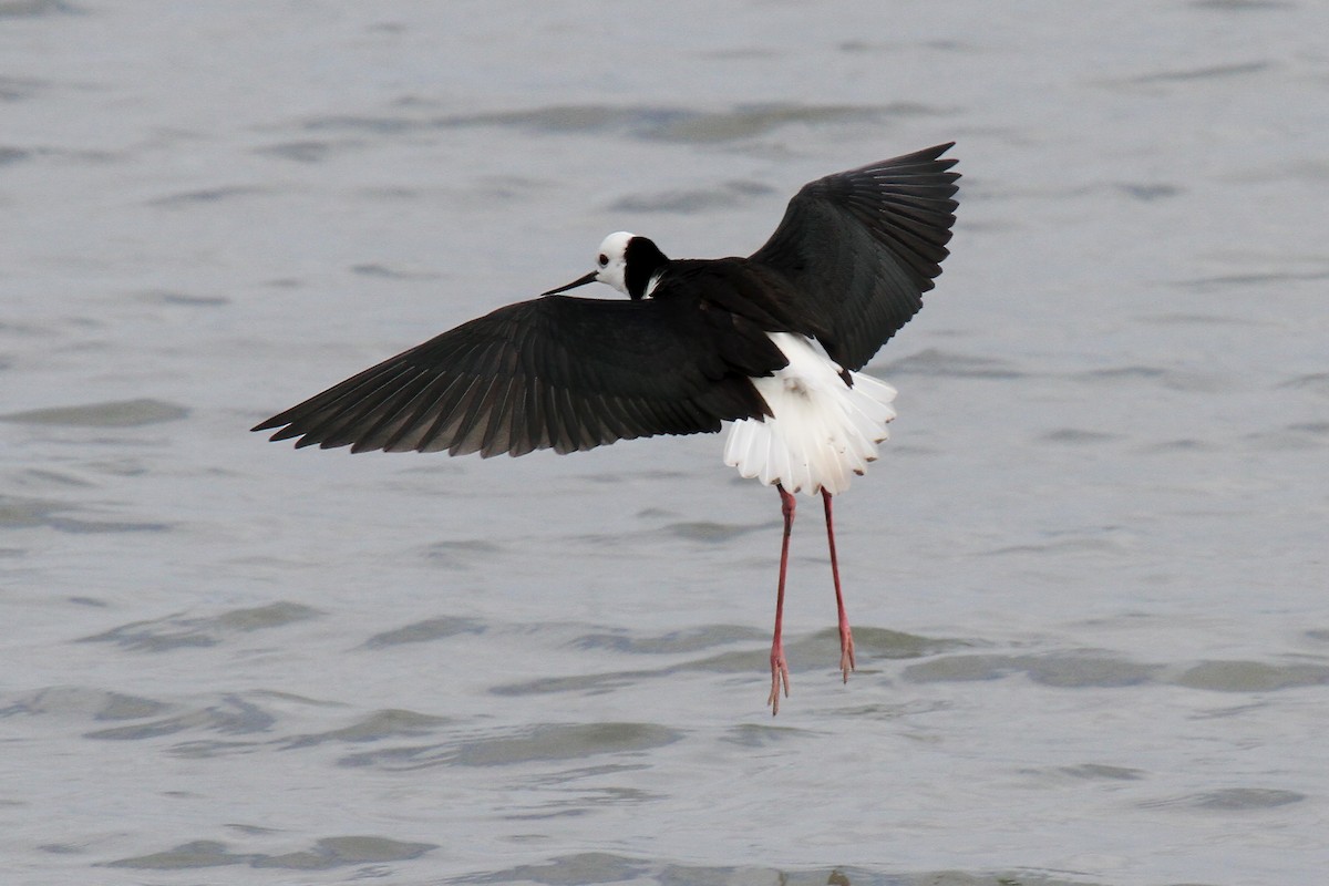 Pied Stilt - ML614891421