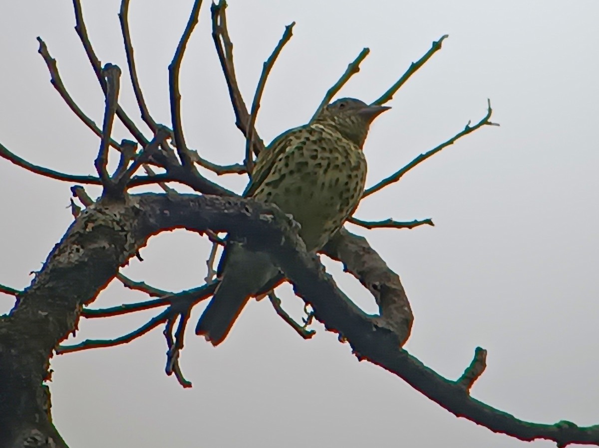 ostrozobka ohnivotemenná - ML614891427