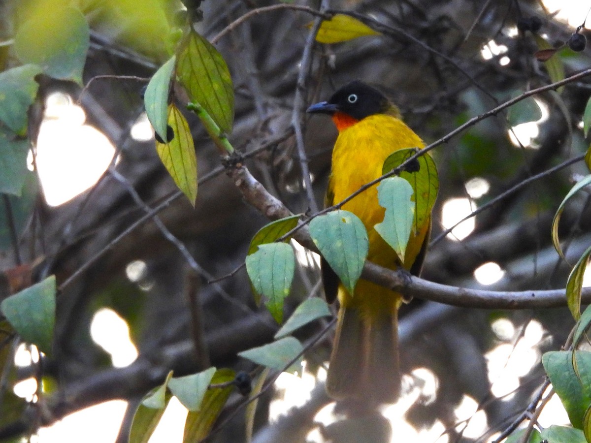 Flame-throated Bulbul - ML614891440