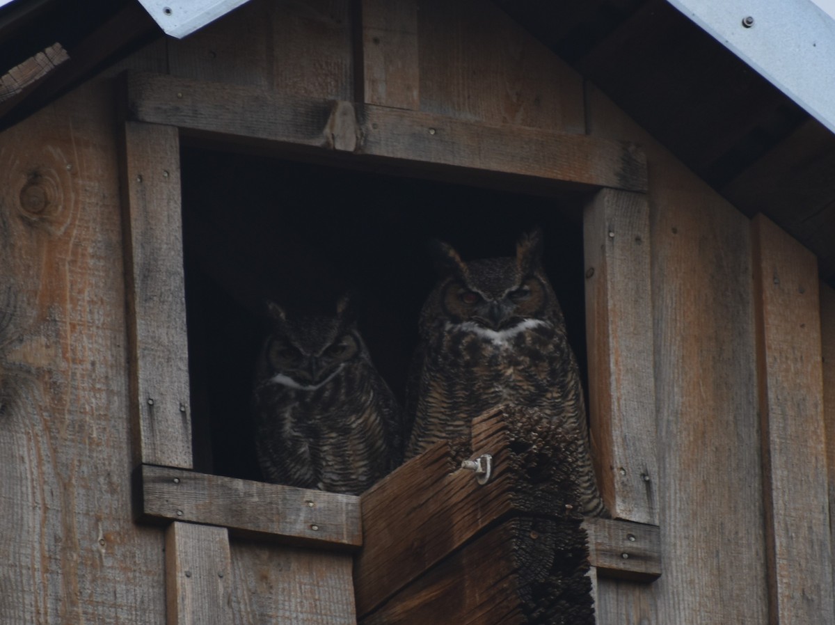 Great Horned Owl - Mike Grifantini