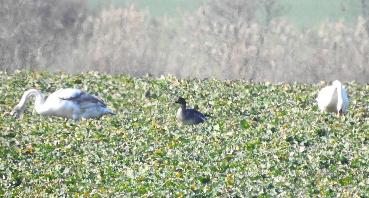 Tundra Bean-Goose - ML614891453