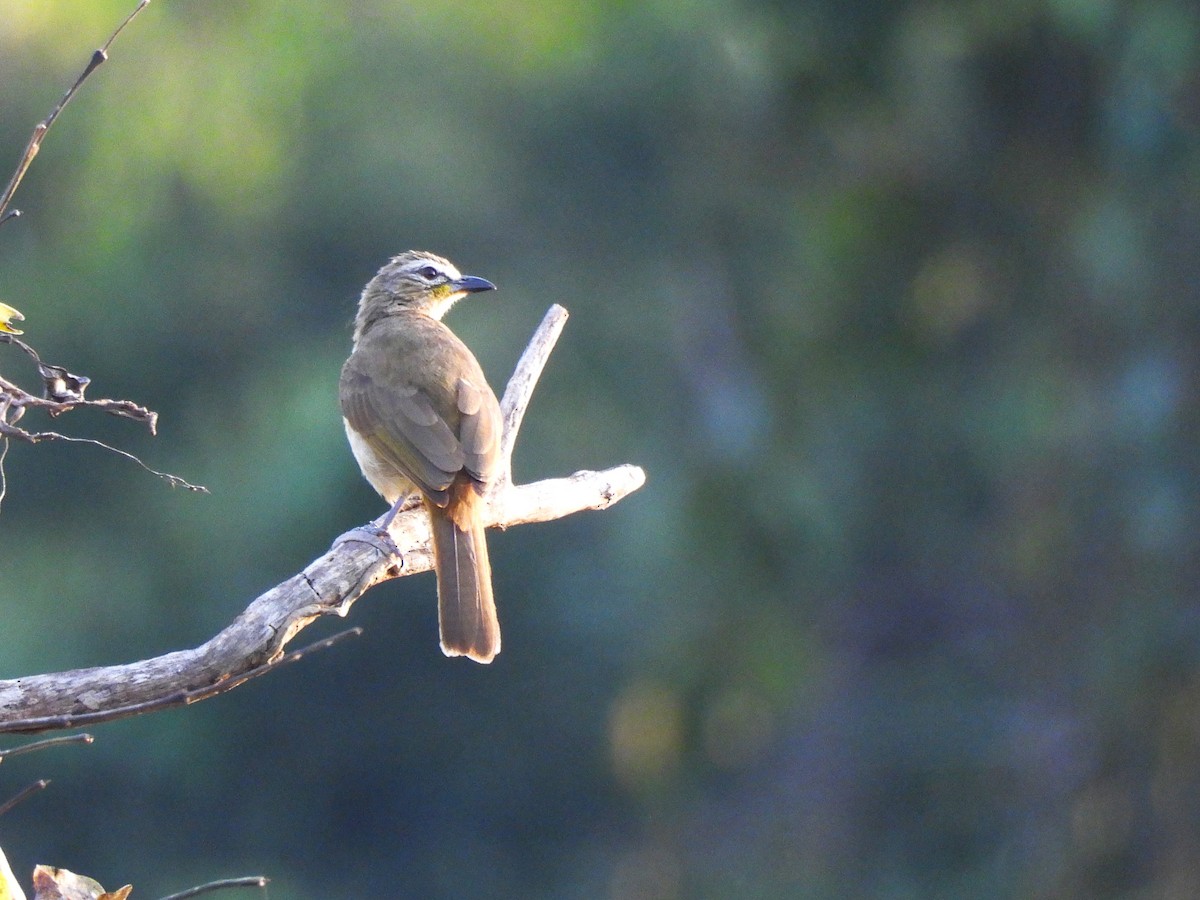 White-browed Bulbul - ML614891455