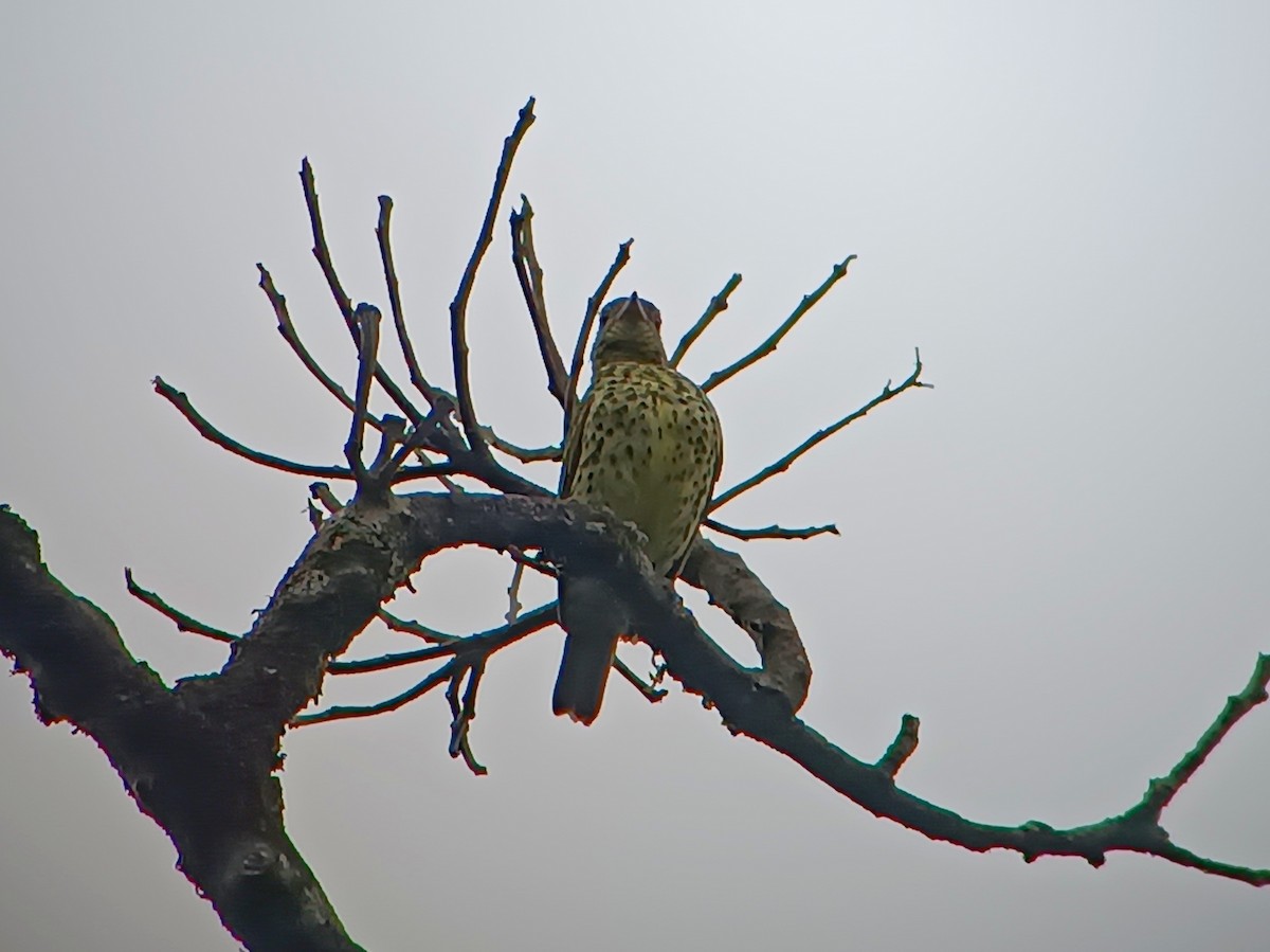 ostrozobka ohnivotemenná - ML614891460